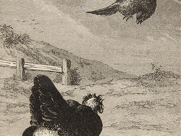 Gallina apercibiendo un ave de rapiña