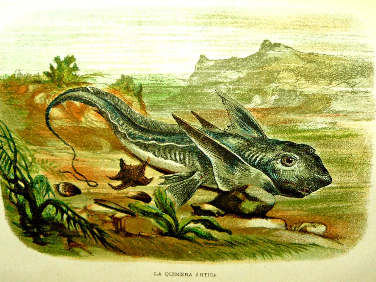 Claus. Historia Natural. Tomo 5. Zoología IV. 1891.JPG