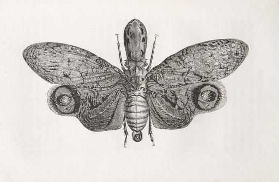 Maurice Girard, Las metamorfosis de los insectos. Colección Biblioteca de las Maravillas, p. 350.